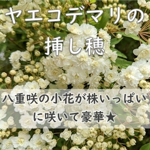 送料無料◆八重咲きコデマリ 挿し木用の挿し穂 5本 カット苗 ヤエコデマリ 園芸 ガーデニング ホワイトガーデン 小手毬