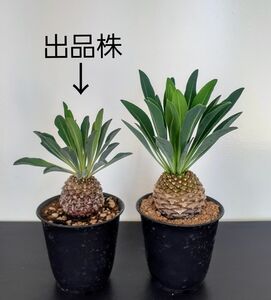 塊根植物　ユーフォルビア　鉄甲丸　実生　3号鉢