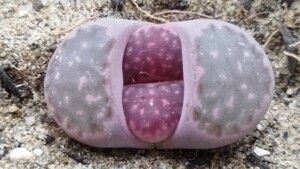 24　多肉植物　メセン　リトープス　紫色の　ノーリニアエ　レア苗！1点限り