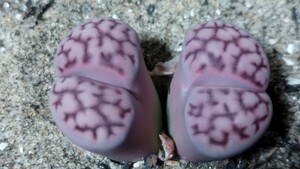 111　多肉植物　メセン　リトープス　紫春光玉　2頭立　残りわずかです！