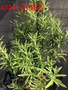 . entering rosemary girutedo Gold cut seedling herb cooking herb tea dry flower pot-pourri garden .. rosemary hydroponic culture water cultivation 