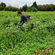 自然栽培　幻の大豆『八天狗』1kg 熊本県産_画像2