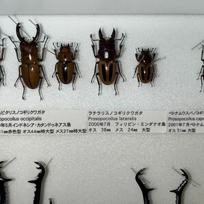 ノコギリクワガタ 標本 ギラファノコギリクワガタ 等 ドイツ箱入り 昆虫標本の画像4