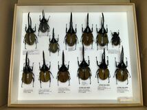 ヘラクレス オオカブト 標本 コレクション 4箱まとめて 検索）昆虫 甲虫 標本 _画像3