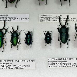 ニジイロクワガタ パプアキンイロクワガタ 標本 昆虫標本 ドイツ箱入りの画像5