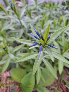 山野草チョウジソウ　スマイルガーデンに長年植え続けています。大分殖えたので大切にしてくださる方に7芽開花予定苗お分けします。