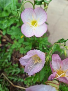 昼咲き月見草の苗20本昼間ピンクの可愛い花を咲かせます。群植すると引き立ちます。種で毎年でてきます。自然栽培農薬化学肥料不使用です。