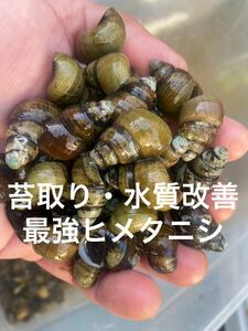 水質浄化・苔取りヒメタニシ　15個