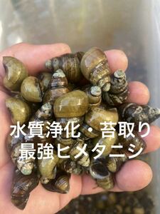 大粒苔取りヒメタニシ15個　水質浄化・安定