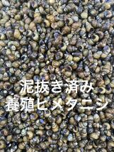 メダカ屋が使う　大粒　苔取りヒメタニシ　15個_画像1