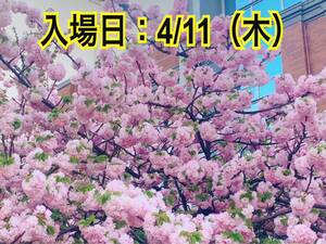 4/11（木）◆大阪◆造幣局 桜の通り抜け2024◆QRチケット