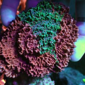 【複数購入特典付き！】 大きめGrafted Montipora の画像1