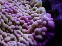 【複数購入特典付き！】Grafted slow burn Montipora _画像1