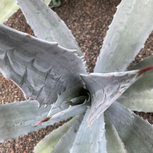 Agave americana ① アガベ アメリカーナ 美株 中株 青白い 細葉 子株セット 持ってけ泥棒企画 の画像4