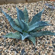 アガベ テマカプリネンシス(Agave temacapulinensis) 美株　特選株_画像4