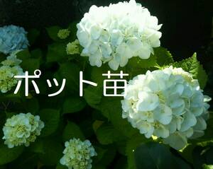 【ポットで発送】白花 紫陽花 2024年挿し木苗 1ポット アジサイ