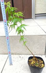 【ネコポス】カエデ　紅葉　モミジ　樹高約40センチ