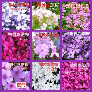 a☆最高のグラデーション☆もう咲き出した芝桜☆９色セット☆