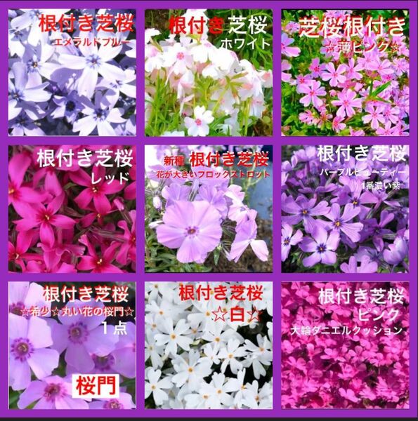 a☆最高のグラデーション☆もう咲き出した芝桜☆９色セット☆