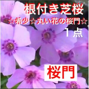 ⑧1☆芝桜☆シッカリ根付き苗☆初心者向け☆桜門☆可愛いピンク☆