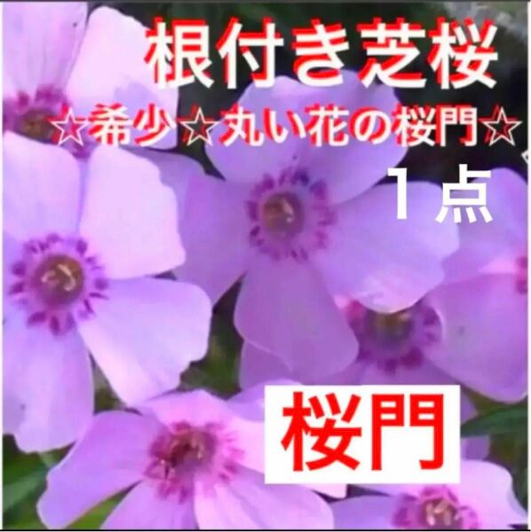 ⑧1☆芝桜☆シッカリ根付き苗☆初心者向け☆桜門☆可愛いピンク☆