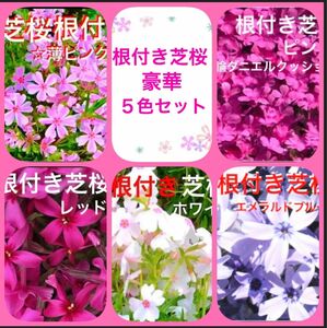 5☆もう咲き出した芝桜☆豪華５色セット☆