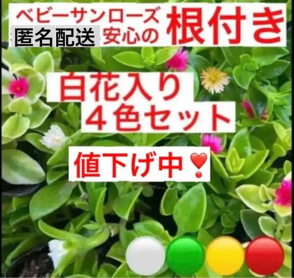 a1④安心の根付き☆白花入り☆ベビーサンローズ☆４色セット☆よく増える☆初心者向き☆