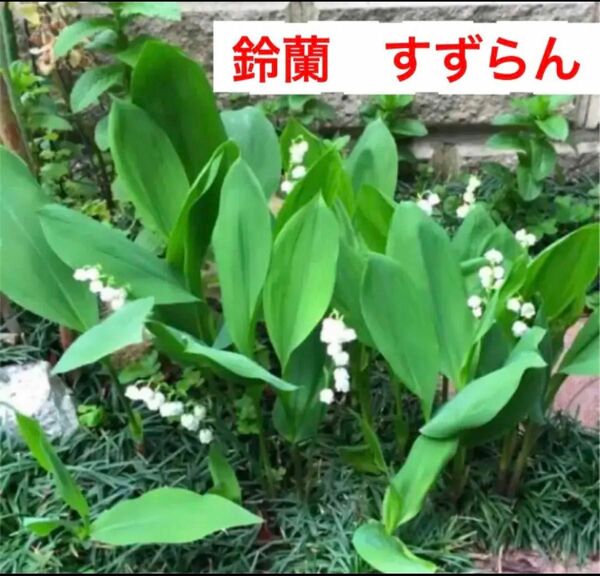 B☆可憐な☆鈴蘭☆スズラン☆すずらん☆の芽