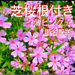 ③1☆芝桜☆うすピンク☆シッカリ根付き苗☆初心者向け☆