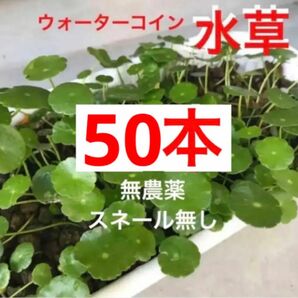 1D☆メダカの休憩☆増えるウォーターコイン〜☆ウォーターマッシュルーム☆ 水草