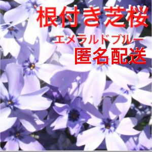 ②1☆もう直ぐ咲く芝桜☆うす紫☆シッカリ根付き苗☆初心者向け