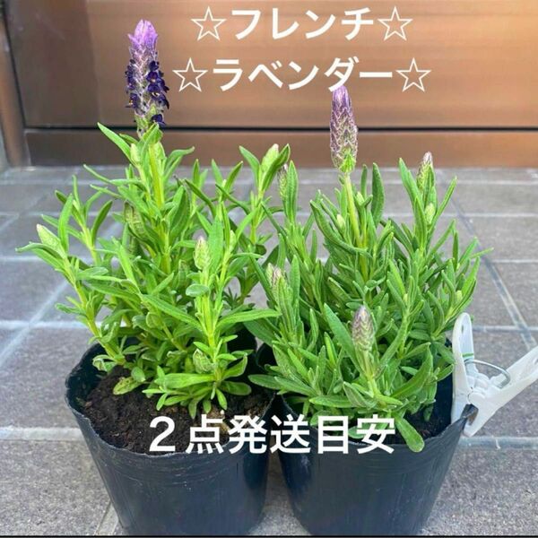 2A☆育て易いフレンチラベンダー☆根付き苗☆ 暑さ寒さに強く☆お花も可愛い☆ 花期が長い