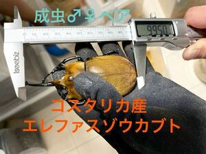 コスタリカ産エレファスゾウカブト成虫♂99.50㎜、♀70.88㎜　CB（CBF2）