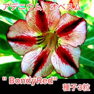 アデニウム・オベスム "BondyRed" 種子3粒