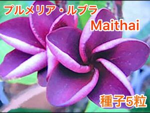 プルメリア・ルブラ Maithai 種子5粒