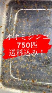 ☆ライオンメダカ☆ 一円スタート！　オオミジンコ750匹　最安値！　観賞魚への餌に！　とても元気が良いミジンコです！