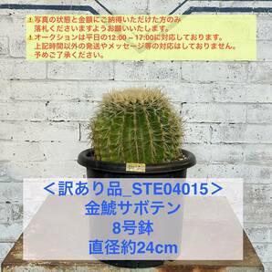 【現品_STE04015】＜訳あり品＞金鯱サボテン 8号鉢 直径約24cm ＜耐寒性：9a(-6.9℃)＞｜ドライガーデン の画像1