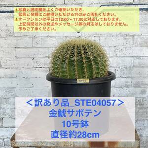 【現品_STE04057】＜訳あり品＞金鯱サボテン 10号鉢 直径約28cm ＜耐寒性：9a(-6.9℃)＞｜ドライガーデン 