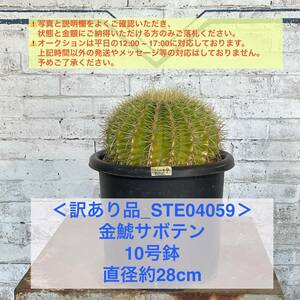 【現品_STE04059】＜訳あり品＞金鯱サボテン 10号鉢 直径約28cm ＜耐寒性：9a(-6.9℃)＞｜ドライガーデン 