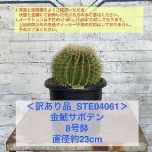 【現品_STE04061】＜訳あり品＞金鯱サボテン 8号鉢 直径約23cm ＜耐寒性：9a(-6.9℃)＞｜ドライガーデン 