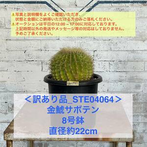 【現品_STE04064】＜訳あり品＞金鯱サボテン 8号鉢 直径約22cm ＜耐寒性：9a(-6.9℃)＞｜ドライガーデン 