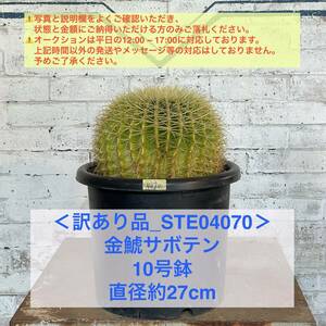 【現品_STE04070】＜訳あり品＞金鯱サボテン 10号鉢 直径約27cm ＜耐寒性：9a(-6.9℃)＞｜ドライガーデン 