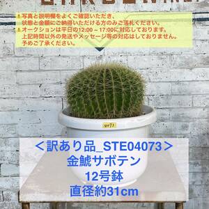 【現品_STE04073】＜訳あり品＞金鯱サボテン 12号鉢 直径約31cm ＜耐寒性：9a(-6.9℃)＞｜ドライガーデン 