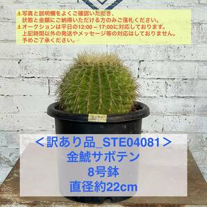 【現品_STE04081】＜訳あり品＞金鯱サボテン 8号鉢 直径約22cm ＜耐寒性：9a(-6.9℃)＞｜ドライガーデン の画像1