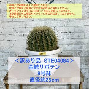 【現品_STE04084】＜訳あり品＞金鯱サボテン 9号鉢 直径約25cm ＜耐寒性：9a(-6.9℃)＞｜ドライガーデン 