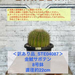 【現品_STE04087】＜訳あり品＞金鯱サボテン 8号鉢 直径約22cm ＜耐寒性：9a(-6.9℃)＞｜ドライガーデン 