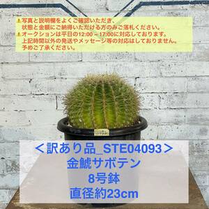 【現品_STE04093】＜訳あり品＞金鯱サボテン 8号鉢 直径約23cm ＜耐寒性：9a(-6.9℃)＞｜ドライガーデン 