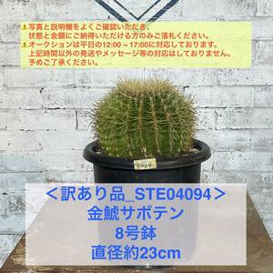 【現品_STE04094】＜訳あり品＞金鯱サボテン 8号鉢 直径約23cm ＜耐寒性：9a(-6.9℃)＞｜ドライガーデン 