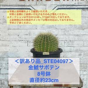 【現品_STE04097】＜訳あり品＞金鯱サボテン 8号鉢 直径約23cm ＜耐寒性：9a(-6.9℃)＞｜ドライガーデン 