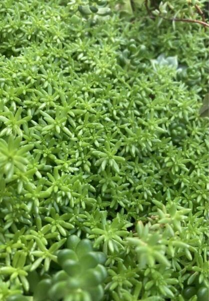 多肉植物　セダム　カット苗